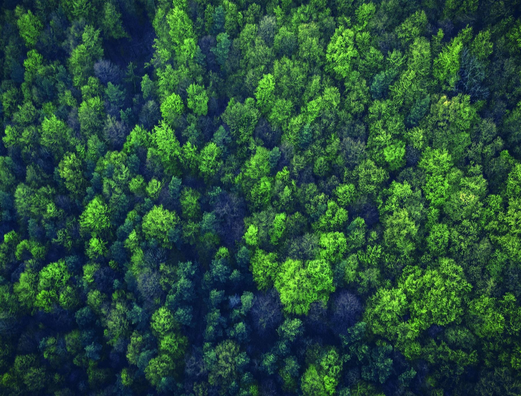 Natural Forest - Impuzzible No. 23 - 1000pc Jigsaw Puzzle! – Dual